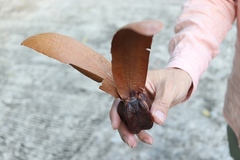 Dipterocarpus grandiflorus