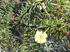 Acacia ulicifolia