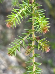Acacia ulicifolia