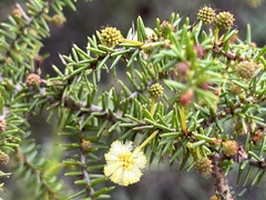 Acacia ulicifolia