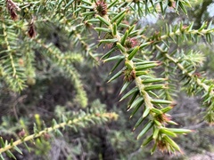 Acacia ulicifolia
