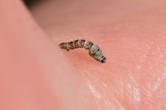 Episemasia