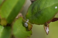 Episemasia