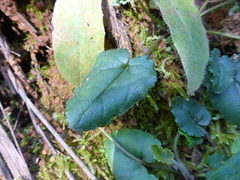 Veronica californica