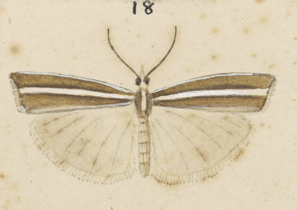 Orocrambus dicrenellus