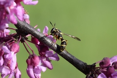 Sphiximorpha willistoni