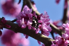 Pseudothyris sepulchralis