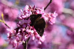 Pholisora