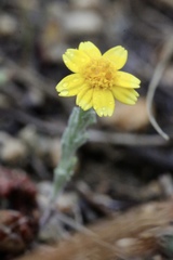 Eriophyllum ambiguum