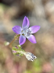 Gilia clivorum