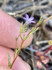 Gilia clivorum
