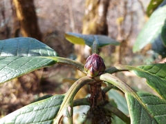 Rhododendron kesangiae