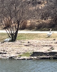 Anser cygnoides domesticus