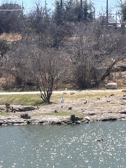 Anser cygnoides domesticus