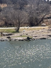 Anser cygnoides domesticus