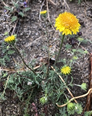 Chaenactis glabriuscula megacephala