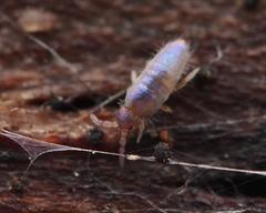 Lepidocyrtus violaceus