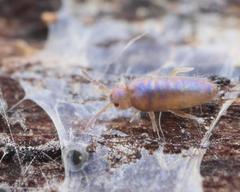 Lepidocyrtus violaceus