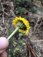 Chaenactis glabriuscula megacephala