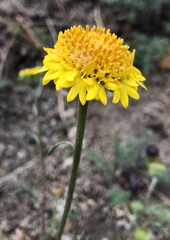 Chaenactis glabriuscula megacephala