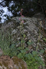 Delphinium purpusii