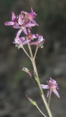 Delphinium purpusii