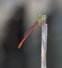 Ceriagrion lieftincki