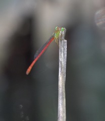 Ceriagrion lieftincki
