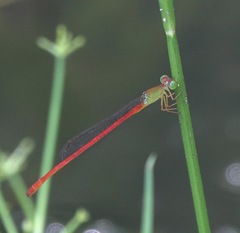 Ceriagrion lieftincki