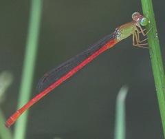 Ceriagrion lieftincki