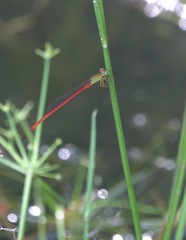 Ceriagrion lieftincki