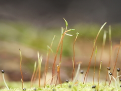 Herzogiella seligeri