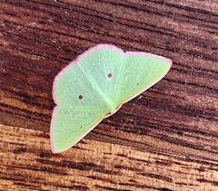 Chlorocoma cadmaria