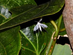 Pterophorus lacteipennis