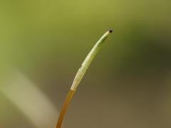 Herzogiella seligeri