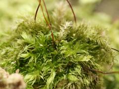 Herzogiella seligeri