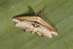 Eugoniella sapota image