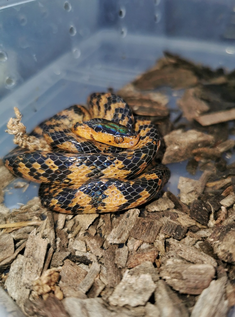 Black Snail-Eating Snake