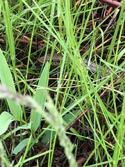 Ophisaurus attenuatus