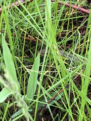 Ophisaurus attenuatus