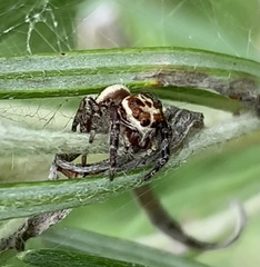 Opisthoncus serratofasciatus
