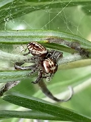 Opisthoncus serratofasciatus