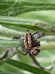 Opisthoncus serratofasciatus