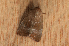 Hampsonodes