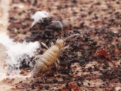 Willowsia nigromaculata