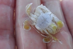 Ashtoret picta