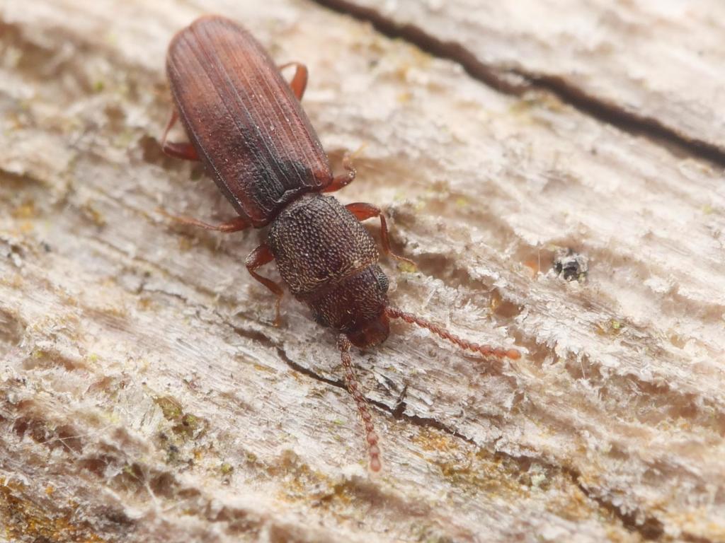 Cryptolestes corticinus