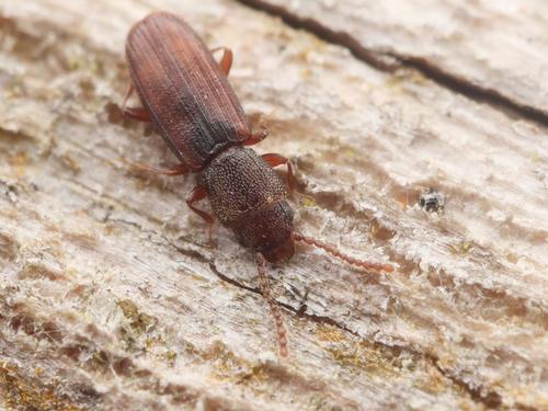 Cryptolestes corticinus