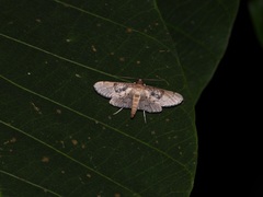 Syllepte abyssalis