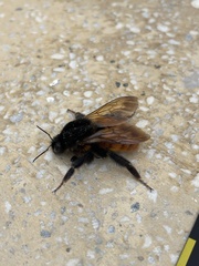 Bombus bicoloratus